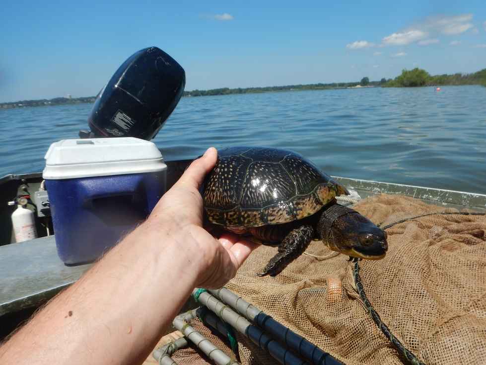 Blanding's turtle from Muskegon Lake